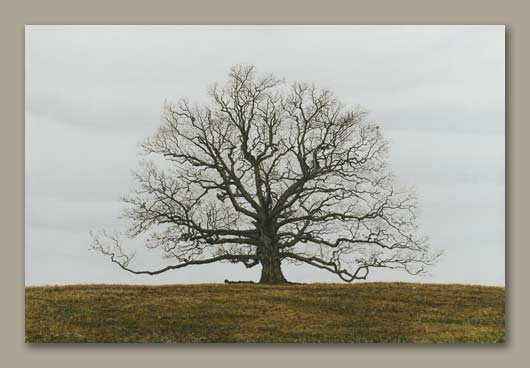 Painting of a tree with no leaves